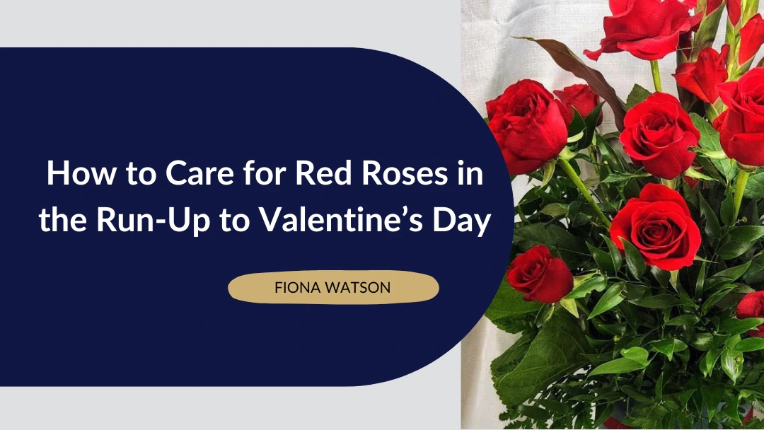 How to care for red roses blog post feature image