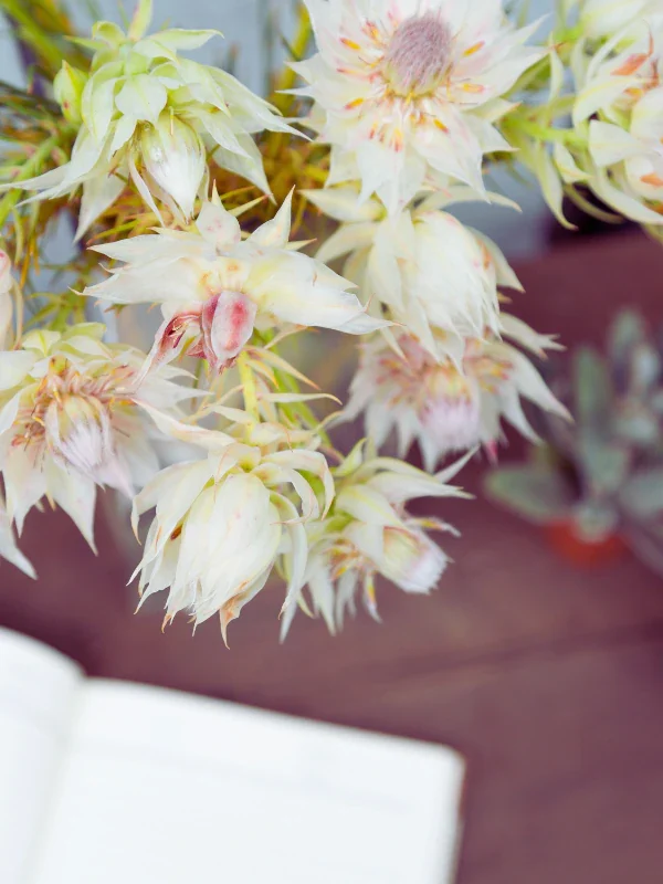 blushing bride winter flowers
