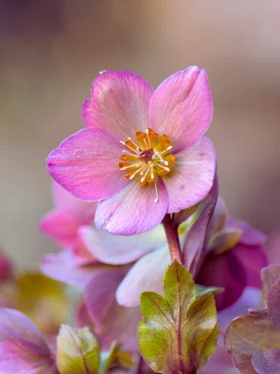hellebores bridal bouquet