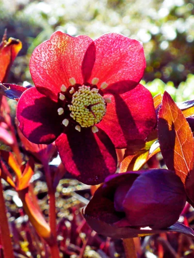 melbourne winter flowers
