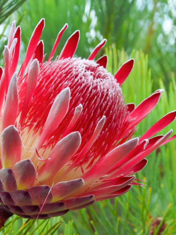 proteas for weddings
