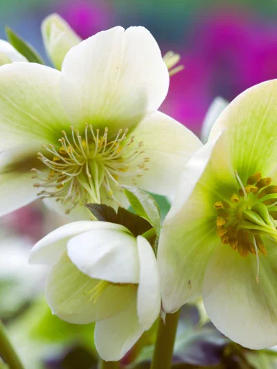 winter wedding hellebores