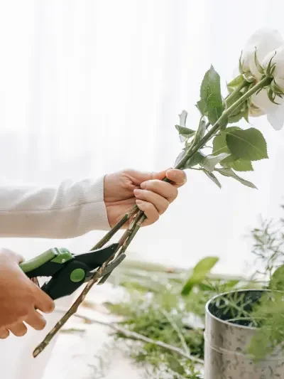cutting-spring-flowers winter wedding hellebores