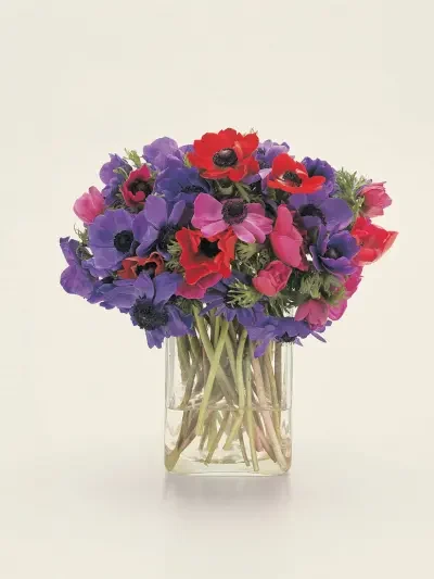 elegant-anemones melbourne winter flowers